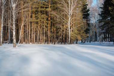Kar kış orman. Rusya, Sibirya ahşap kış. İğne yapraklı orman, huş ağacı ahşap. Kar snowdrifts, bir sürü kar.