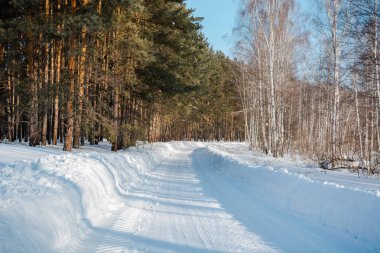 Kar kış orman. Rusya, Sibirya ahşap kış. İğne yapraklı orman, huş ağacı ahşap. Kar snowdrifts, bir sürü kar.