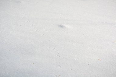 Kar kış orman. Rusya, Sibirya ahşap kış. İğne yapraklı orman, huş ağacı ahşap. Kar snowdrifts, bir sürü kar.
