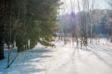 Kar kış orman. Rusya, Sibirya ahşap kış. İğne yapraklı orman, huş ağacı ahşap. Kar snowdrifts, bir sürü kar.