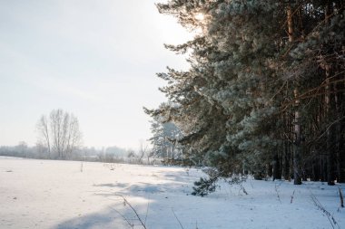 Kar kış orman. Rusya, Sibirya ahşap kış. İğne yapraklı orman, huş ağacı ahşap. Kar snowdrifts, bir sürü kar.