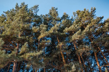 Kar kış orman. Rusya, Sibirya ahşap kış. İğne yapraklı orman, huş ağacı ahşap. Kar snowdrifts, bir sürü kar.