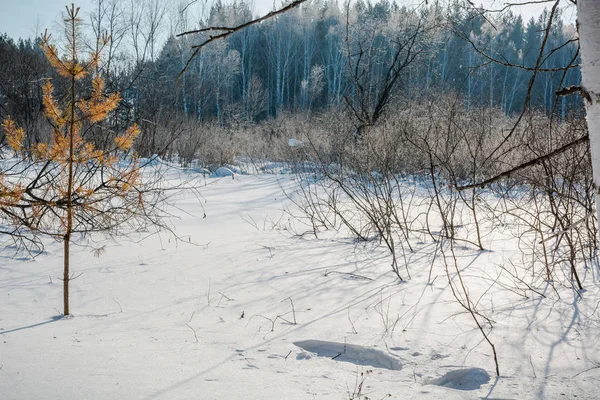 Der Winterwald Auf Schnee Der Wald Winter Russland Sibirien Nadelwald — Stockfoto