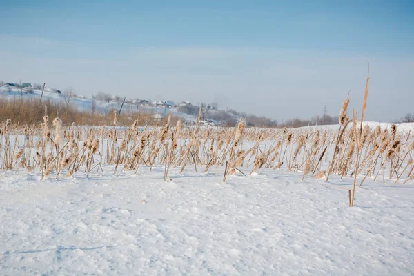 Krätze Winter Unter Schnee Russland Winter Bei Kälte Ein Rohrstock — Stockfoto