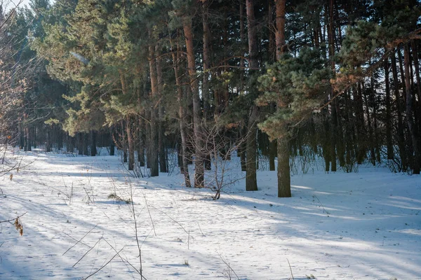 Het Bos Van Winter Sneeuw Het Hout Winter Rusland Siberië — Stockfoto