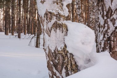 Kış orman kar altında. Sibirya ormanda kış. Kışın ahşap Rusya'da. Güneş kar ve ahşap