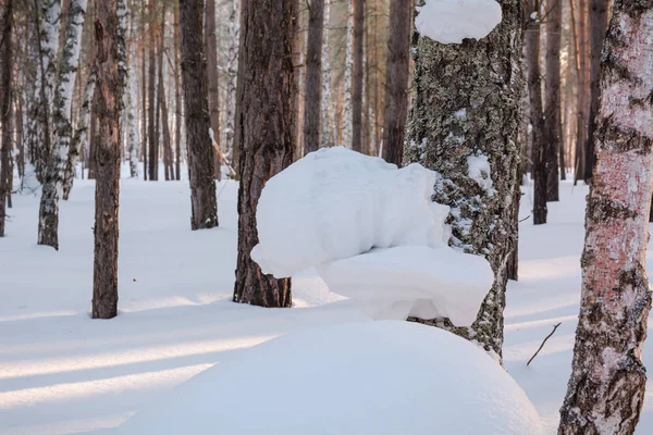 積雪下で冬の森 冬にシベリアの木 冬のロシアの木材 雪太陽と木 — ストック写真