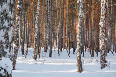 Kış orman kar altında. Sibirya ormanda kış. Kışın ahşap Rusya'da. Güneş kar ve ahşap