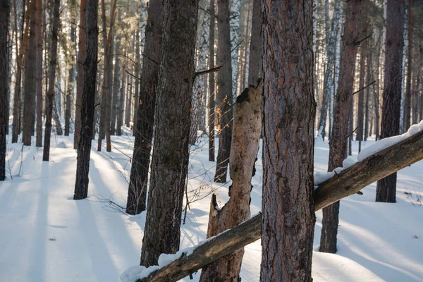 Kış orman kar altında. Sibirya ormanda kış. Kışın ahşap Rusya'da. Güneş kar ve ahşap