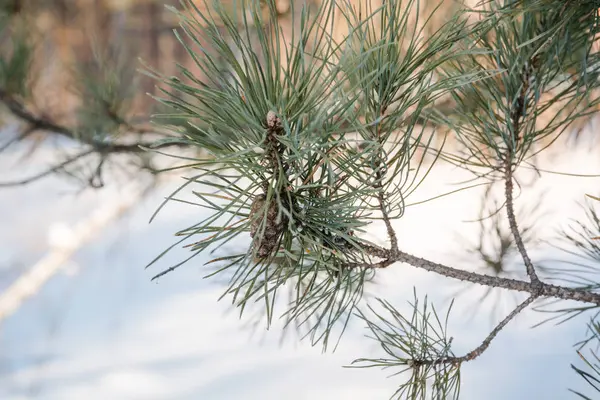 Konen Ett Fir Träd Ett Fir Träd Vinter Trä Vinter — Stockfoto