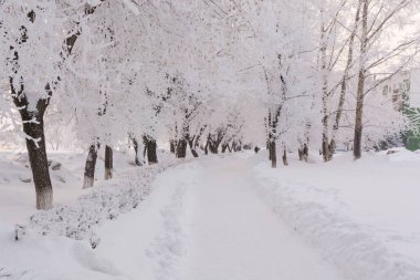 Ağaç ve frost. Hoarfrost şehrin ağaçlarda.