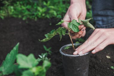 Bir ağaç dikmek için. Kişi bir ağaç bitkiler. Bir tencereye bir ağaç dikmek için.