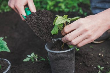Bir ağaç dikmek için. Kişi bir ağaç bitkiler. Bir tencereye bir ağaç dikmek için.