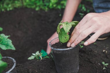 Bir ağaç dikmek için. Kişi bir ağaç bitkiler. Bir tencereye bir ağaç dikmek için.