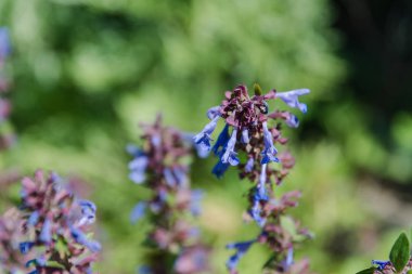 Mor kır çiçekleri. Menekşe renk alanıyla. Çiçekler yaz alanıyla. Yaz aylarında çiçek.