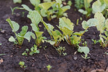 Turp bir yatakta. Turp spet bir yatakta. Yeşiller yeryüzünde büyümek.