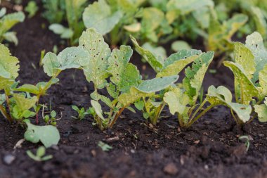 Turp bir yatakta. Turp spet bir yatakta. Yeşiller yeryüzünde büyümek.