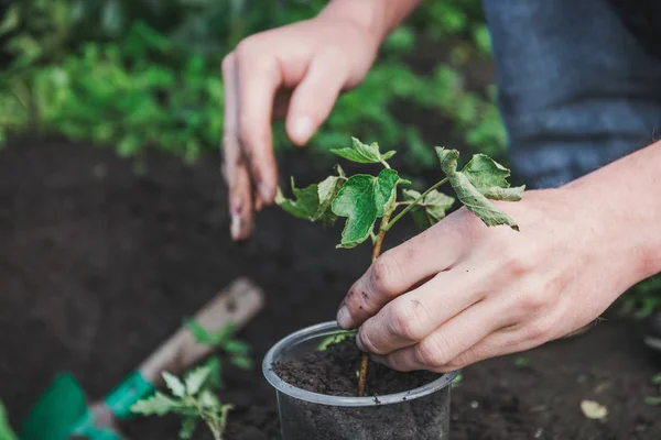 Pour Planter Arbre Personne Plante Arbre Pour Planter Arbre Dans — Photo