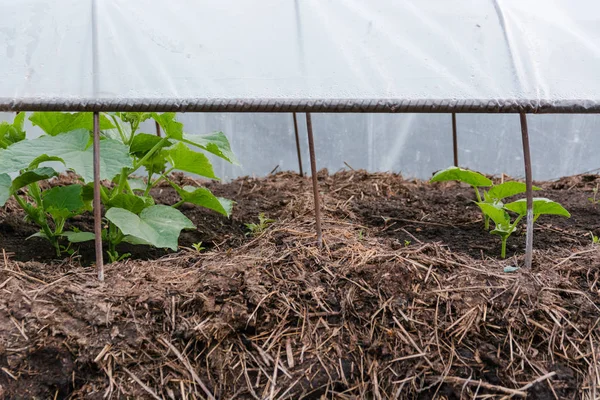 Pepinos Uma Cama Sopro Pepino Pepino Jovem Cresce Uma Cama — Fotografia de Stock