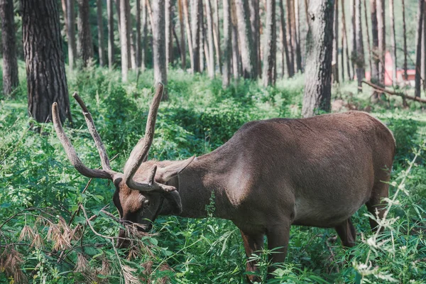 Mountain deer in the forest among the grass. Altaic deer maral