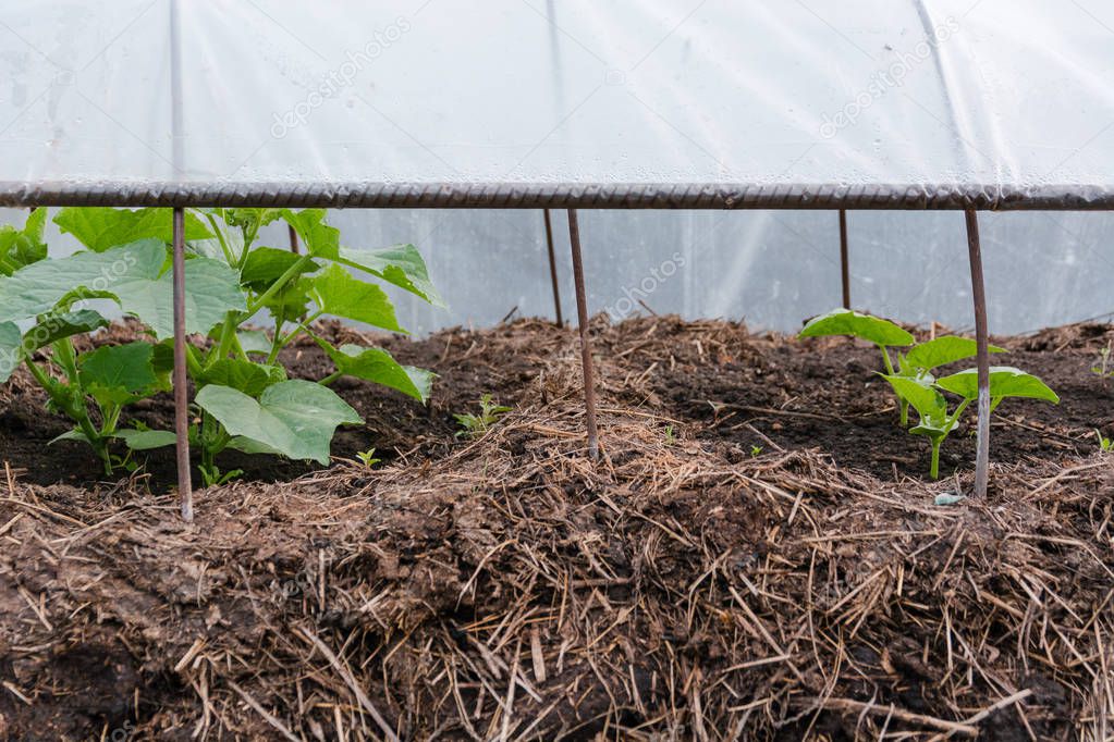 Cucumbers on a bed. Cucumber sapling. The young cucumber grows on a bed. Sprout of a cucumber.