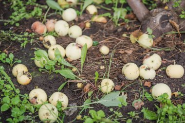 Elma ağaçtan düşmüş. Olgun elma yeryüzünde. Elma yalan dünya üzerinde.