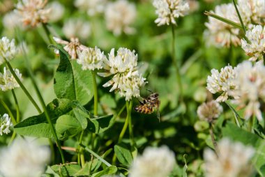 Yonca bir arı ile. Beyaz yonca. Arı bir yonca alanında pollinates.