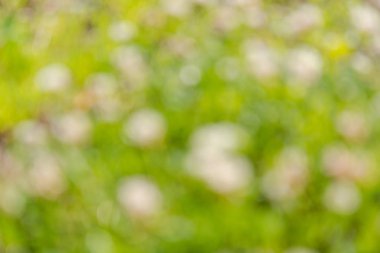 Böke çiçek. Sarı çiçek yan. Odak dışı çiçek.