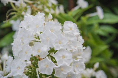 Çiçekler bir yatakta. Beyaz, bej bir bahçe çiçeklenir. Bir bahçeden çiçek.