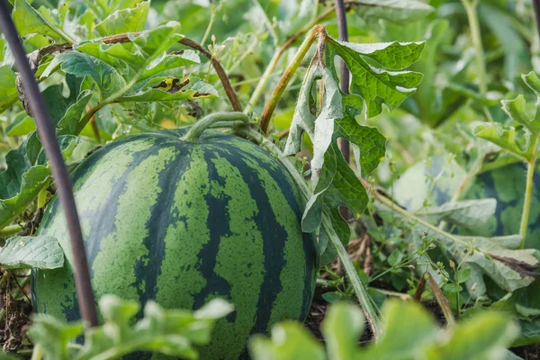Watermelon Bed Watermelon Grows Garden Ripe Watermelon — Stock Photo, Image