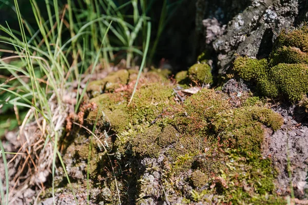 Ağaçta Moss Yeşil Yosun Bir Yosun Bir Ağaç Kök — Stok fotoğraf