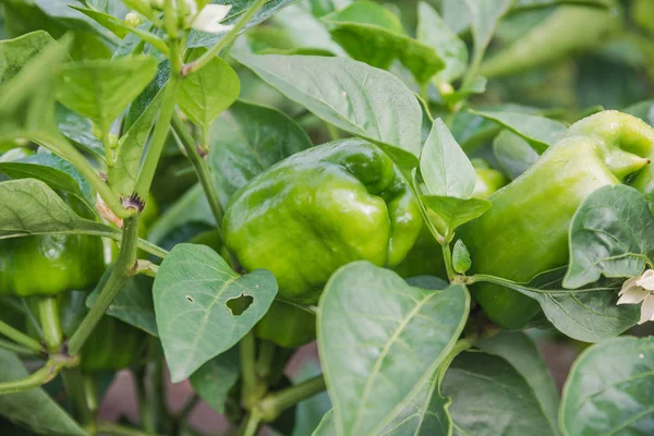 Pepper grows. Green pepper on a bed. Pepper grows in a garden.