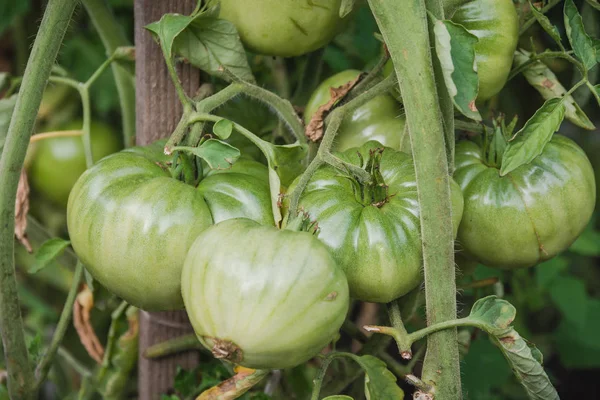 Tomatoes Grow Green Tomato Bush Tomatoes Garden — Stock Photo, Image