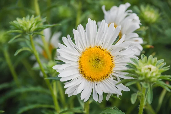 Flowers on a bed. White, beige flowers in a garden. A garden from flowers.