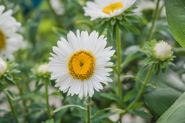 Flowers on a bed. White, beige flowers in a garden. A garden from flowers.