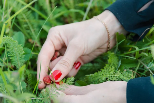 Çilek Toplamak Için Kadın Olgun Berry Alır Olgun Çilek — Stok fotoğraf