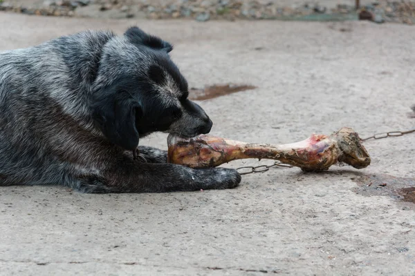 Dog Gnaws Bone Big Bone Dog Dog Eats Bone — Stock Photo, Image