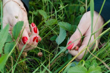 Çilek toplamak için. Kadın Olgun berry alır. Olgun çilek