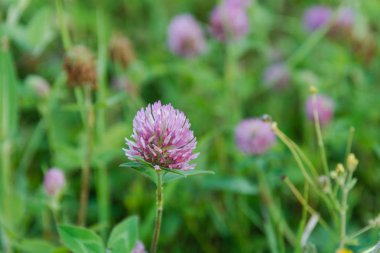 Yonca. Yonca çiçek. Yonca çok. Bir yonca çiçek.