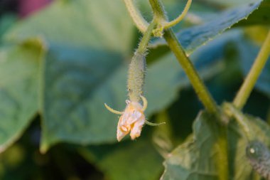 Küçük salatalık bir yatakta. Genç salatalık spet bir yatakta. Salatalık büyüyen.