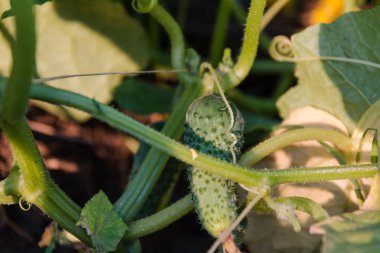 Küçük salatalık bir yatakta. Genç salatalık spet bir yatakta. Salatalık büyüyen.