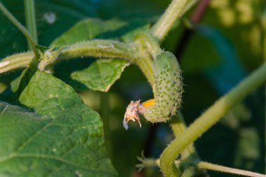 Küçük salatalık bir yatakta. Genç salatalık spet bir yatakta. Salatalık büyüyen.