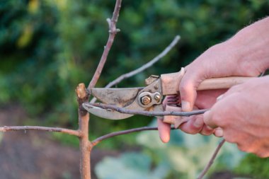 Adam çalılıkların keser. Çalılar kesmek için. Kesmeye çalılar çalılar secateurs Kuru.
