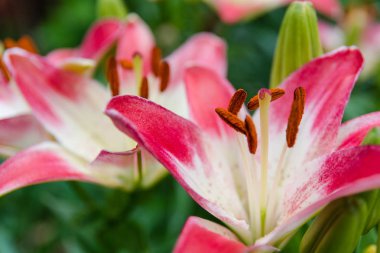 Lily. Çiçek lily. Çok güzel pembe çiçek lily.