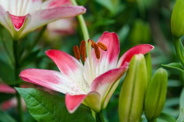 Lily. Çiçek lily. Çok güzel pembe çiçek lily.