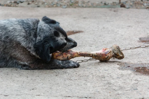 The dog gnaws a bone. Big bone and dog. The dog eats a bone.