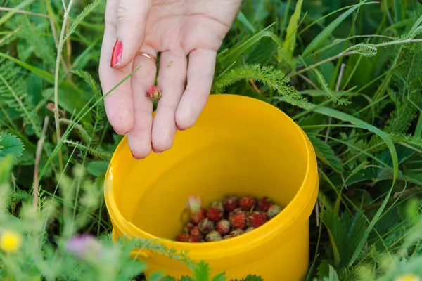 Untuk Mengumpulkan Stroberi Wanita Itu Memetik Berry Matang Stroberi Matang — Stok Foto