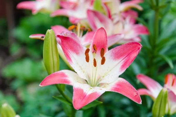 Lily. Flower lily. Very beautiful pink flower lily.