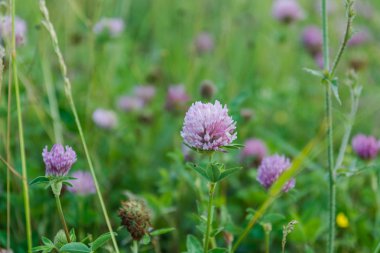 Yonca. Yonca çiçek. Yonca çok. Bir yonca çiçek.