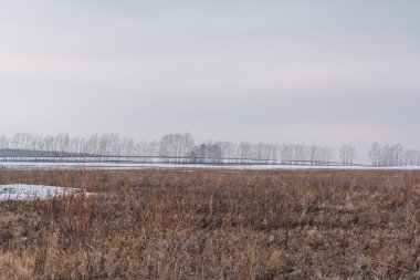 Kuru alan. Güz, Bahar. Kuru ot ve ağaç. Vahşi alanı.
